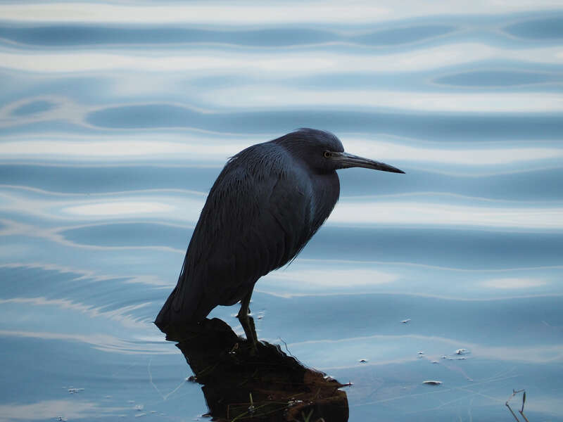Little Blue Heron (Egretta caerulea) in Florida