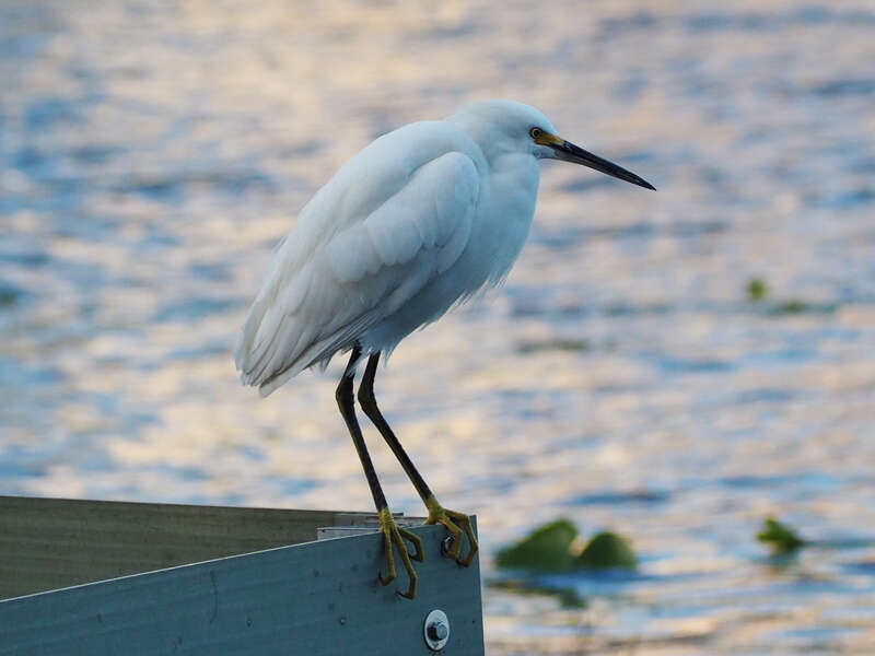 Snowy Egret (Egretta thula) in Florida