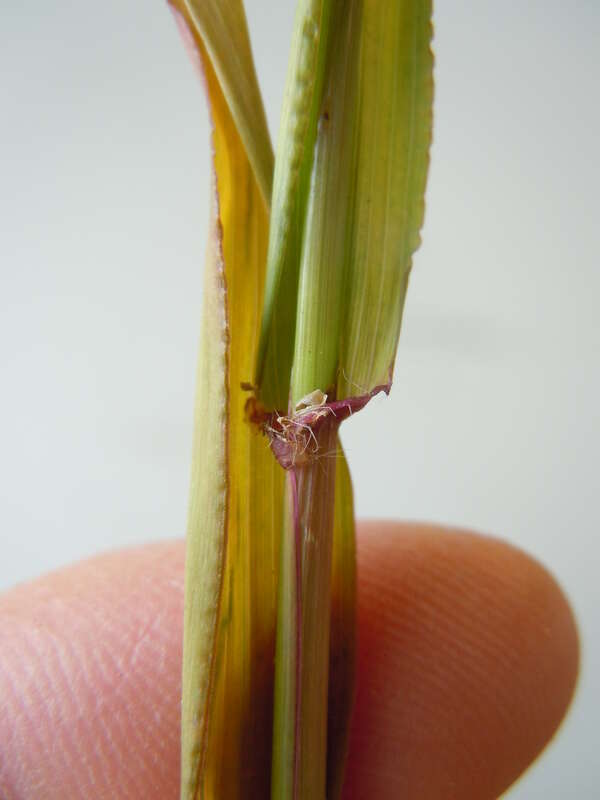 The well developed membranous ligule and well developed auricles lined with long ciliate hairs are diagnostic of this species. [Photo of M. Schmidt collections.]