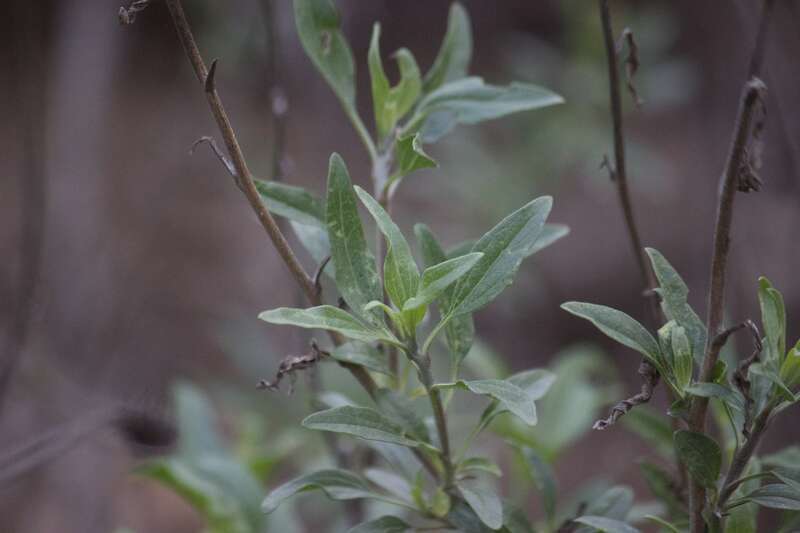 California brittlebush (Encelia californica)