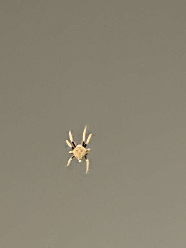 Tropical Orbweaver (Eriophora ravilla)