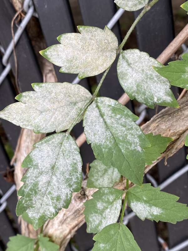 Erysiphe peckii. Species of fungus.