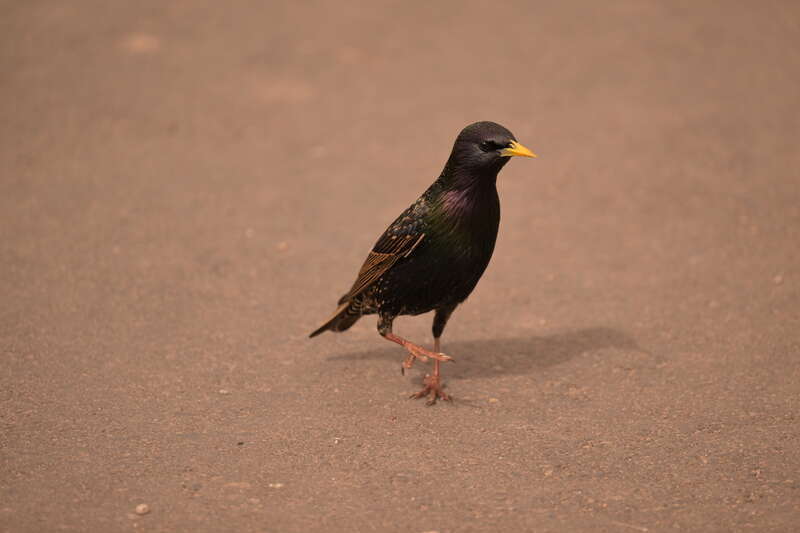 A non-captive European Starling foraging in the Phoenix Zoo in February 2023.