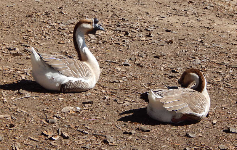 waterfowl on shore of Lake Evans, Fairmount Park, Riverside, California, USA
