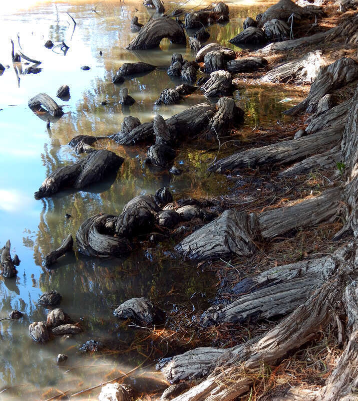 tree roots at shore of Lake Evans, Fairmount Park, RIverside, California, USA