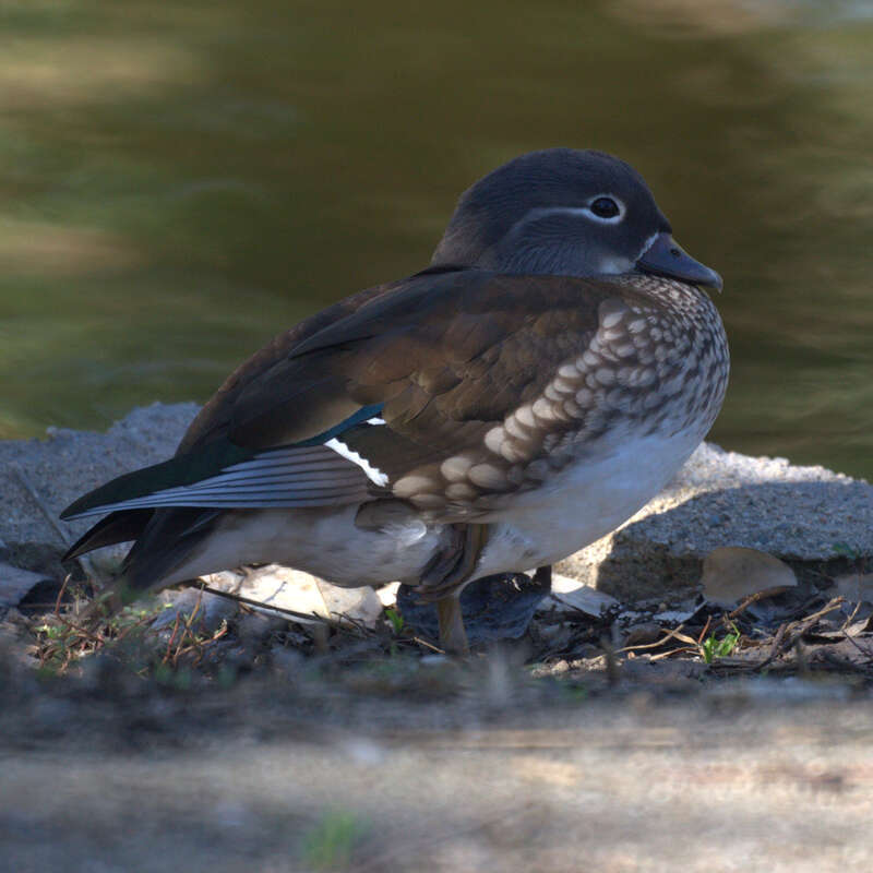 Mandarin duck, female, Yorba Regional Park, Anaheim, California