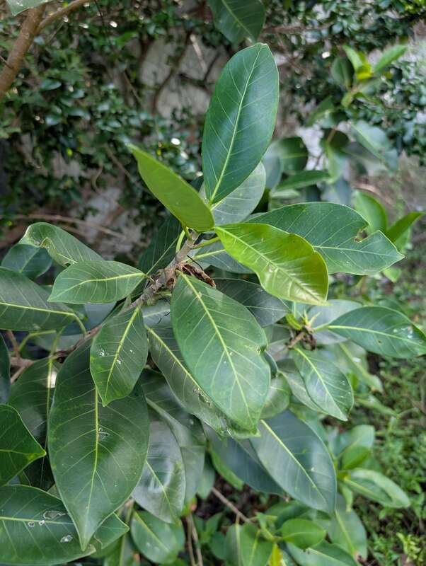 Florida Strangler Fig (Ficus aurea) in the United States