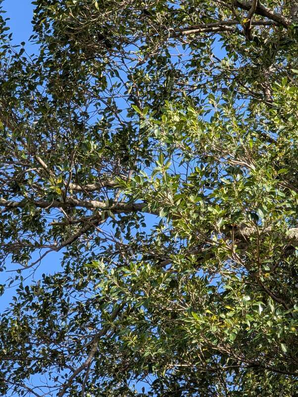 Florida Strangler Fig (Ficus aurea) in the United States