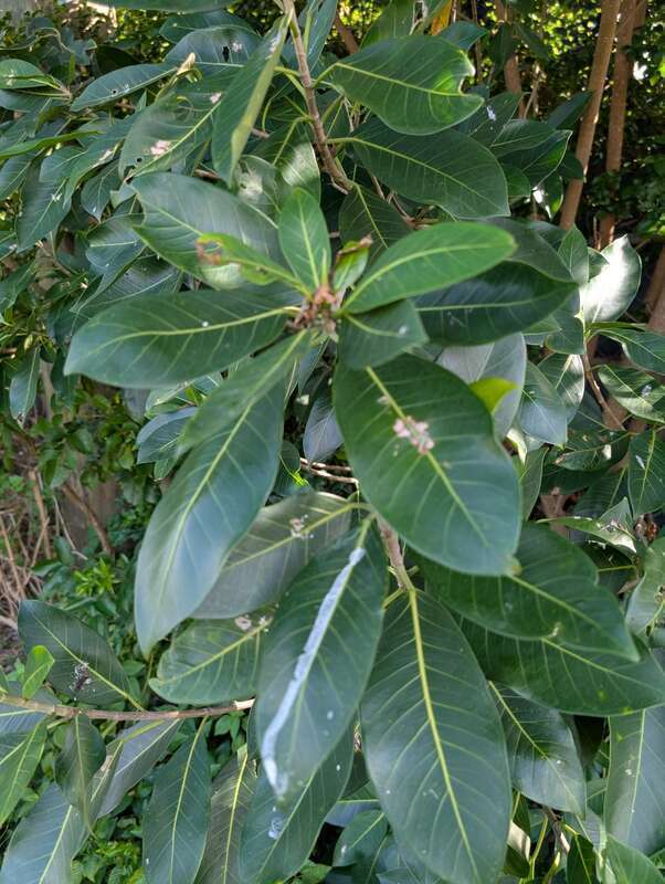 Florida Strangler Fig (Ficus aurea) in the United States
