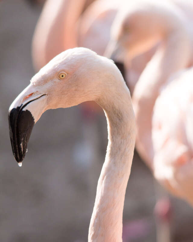 500px provided description: Flamingo [#animal ,#zoo ,#Bird ,#Flamingo]