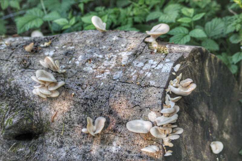 Tualatin Hills Nature Reserve