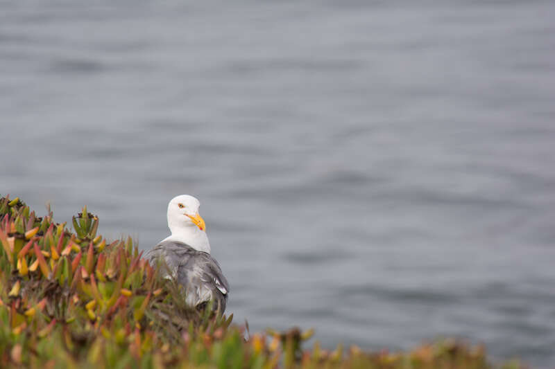 Gull in the Ice Plants