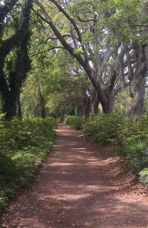 Hampton Park includes a long allee of oak trees from the Bandstand to near the President Street entrance to the park.