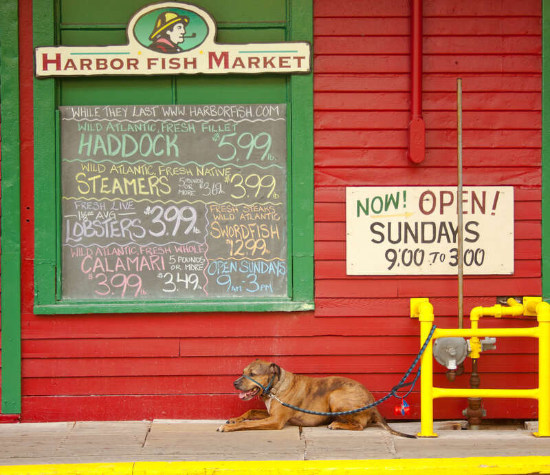 On Custom House Wharf in Portland Maine.  Is lobster too good for a faithful companion?