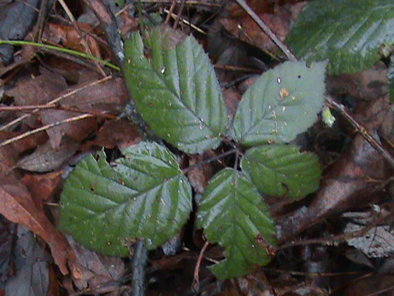 Example of leaf growth on Himalayan blackberry (Rubus armeniacus).