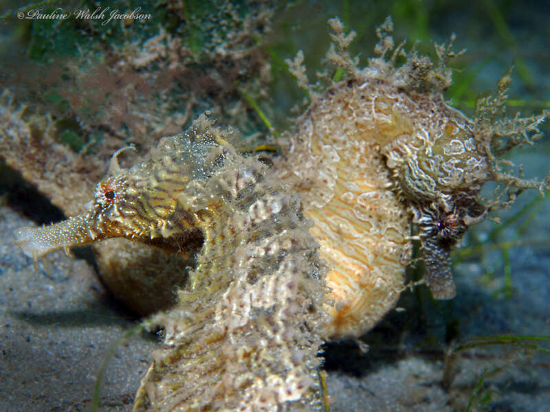 Northern Seahorse (Hippocampus erectus) in the United States