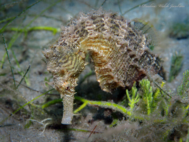 Northern Seahorse (Hippocampus erectus) in the United States