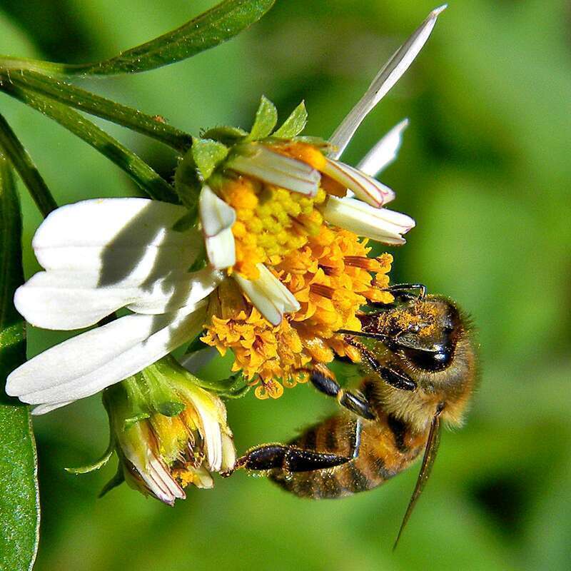 A very happy honey bee visits a Bidens alba blossom on a sunny March morning.