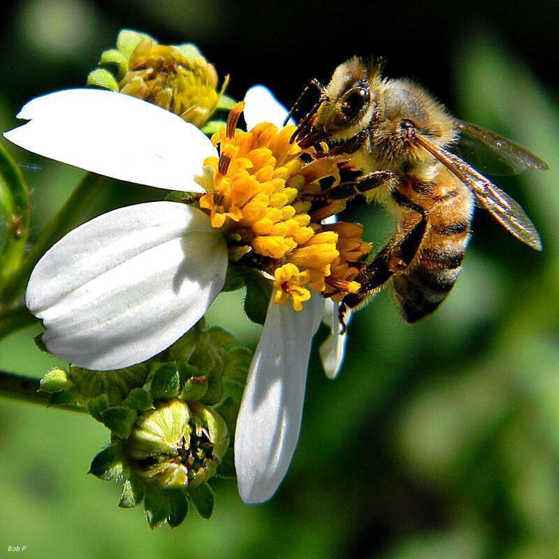 One more photo from this past weekend of Beatrice the honey bee on a Bidens alba blossom at Frenchman's Forest Natural Area.