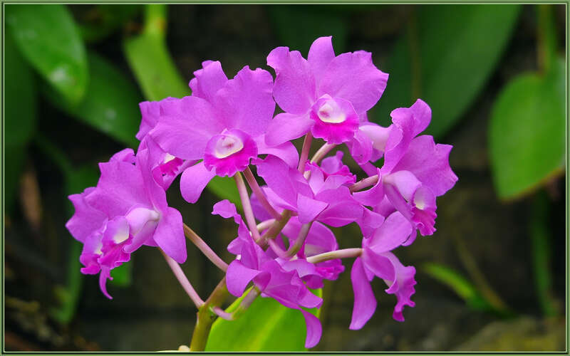 500px provided description: The Tropical Flora House at the Los Angeles County Arboretum, has all kinds of humidity loving plants [#flowers ,#california ,#purple ,#orchids ,#sigma 120-400 ,#los angeles arboretum]