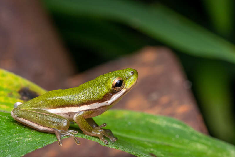 Green Treefrog (Hyla cinerea)