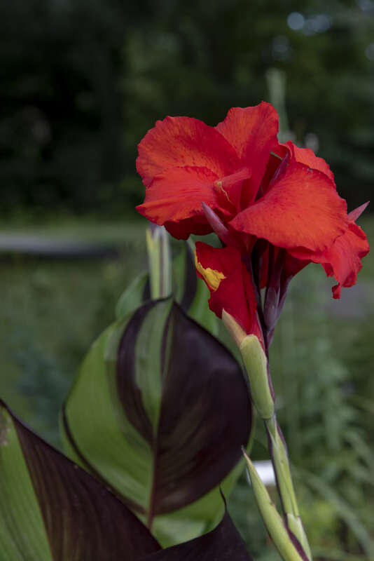 Canna × generalis cleopatra flower found in Innis Woods Metro Park