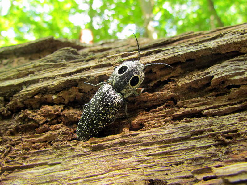Insect Fews Ford Eno River SP NC IMG_7220

Eno River State Park, North Carolina, US.