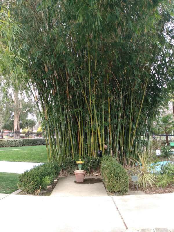 Japanese Bamboo Grove