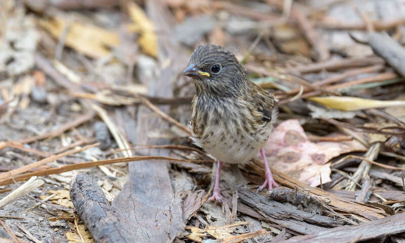 Juvenile Dark-eyed Junco - Point Pinole Regional Shoreline, Richmond, Contra Costa County, California