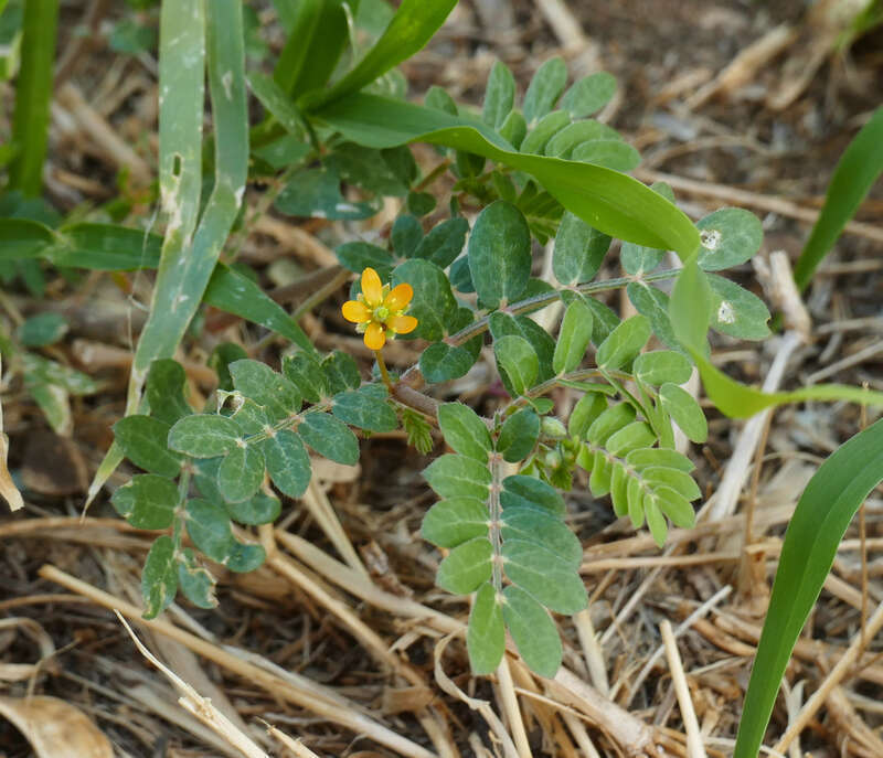 Kallstroemia californica