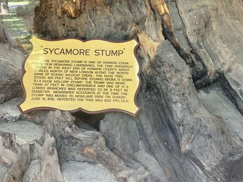 Sycamore Stump in Highland Park