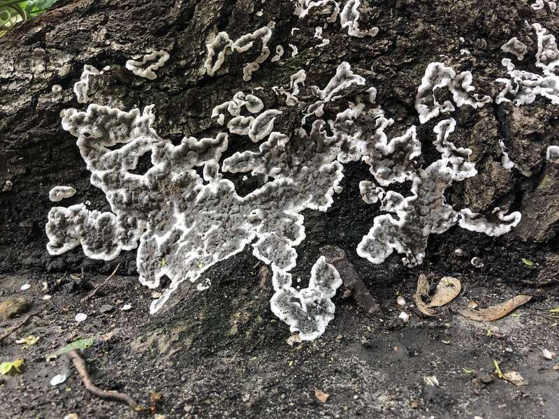 Brittle Cinder (Kretzschmaria deusta)