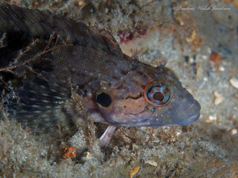Masquerader Hairy Blenny (Labrisomus conditus) in the United States