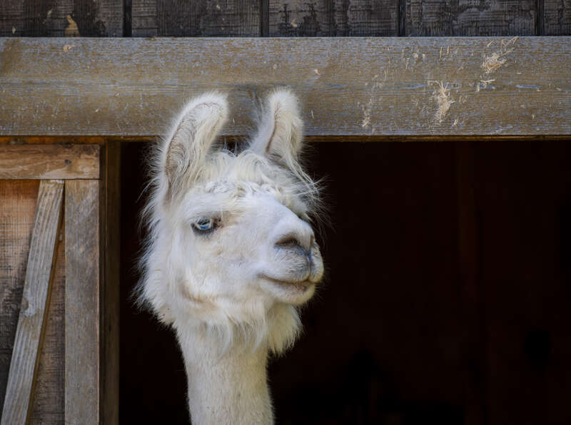Lama (Lama glama) at the Menominee Park Zoo, Oshkosh, Wisconsin, US