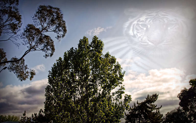 Landscape with tiger in the background, in the cloud's.