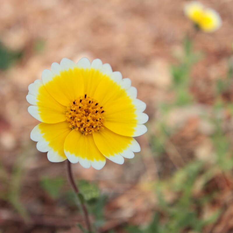Close-up image of Layia platyglossa flower.