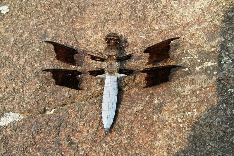 USA: Connecticut, New Haven County, New Haven, East Rock Park