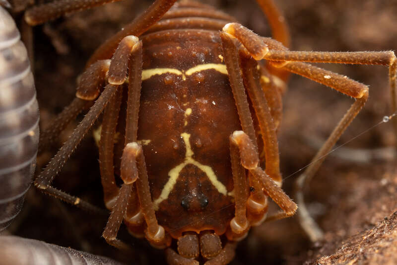 Libitioides sayi in the United States