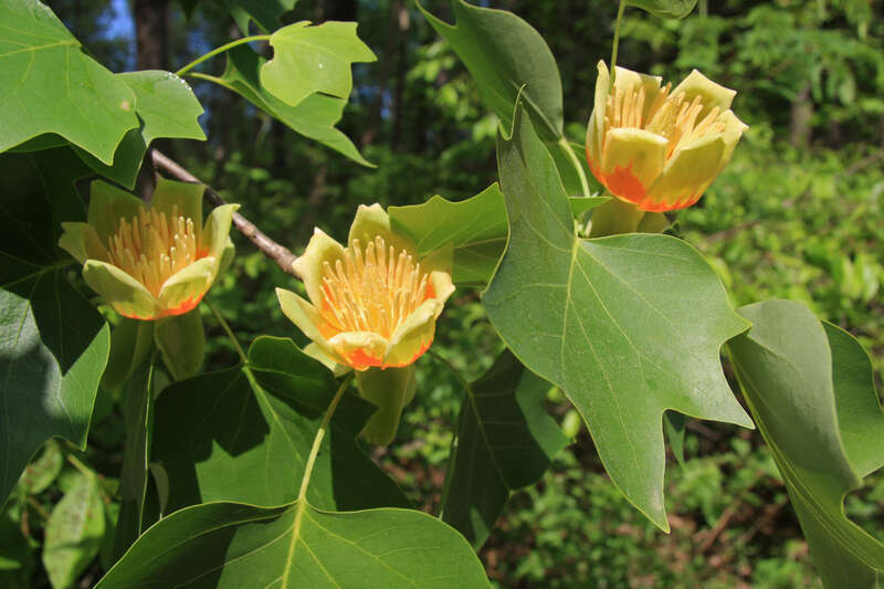 Tulip poplar, or yellow poplar, (Liriodendron tulipifera), branch with leaves and 3 flowers.  In woods on Duke University campus near edge of Duke Forest, Durham North Carolina USA.