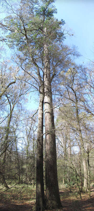Loblolly Pine (Pinus taeda) at Congaree National Park