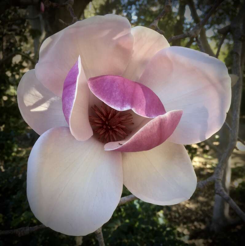 A quiet time in the Garden, but the magnolias were in full bloom.