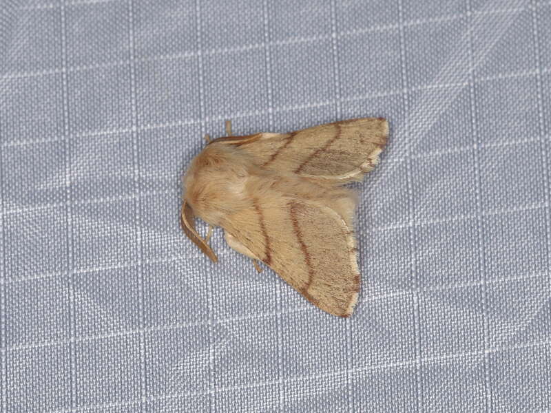 Malacosoma sp., to actinic light, Mitchell Canyon, Mount Diablo State Park, California, USA, 4 June 2018