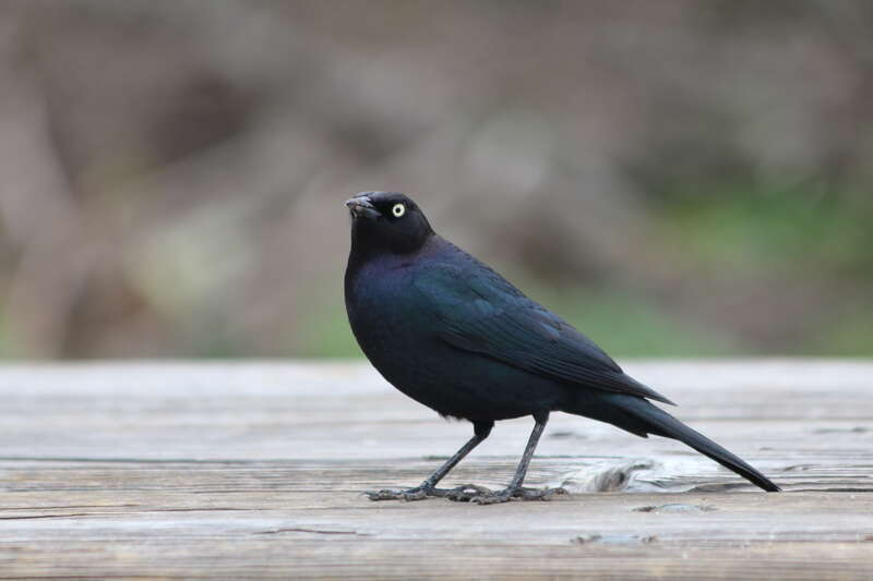 A male Brewer's blackbird, Euphagus cyanocephalus, perched on a picnic table near the parking lot at Año Nuevo State Reserve.
