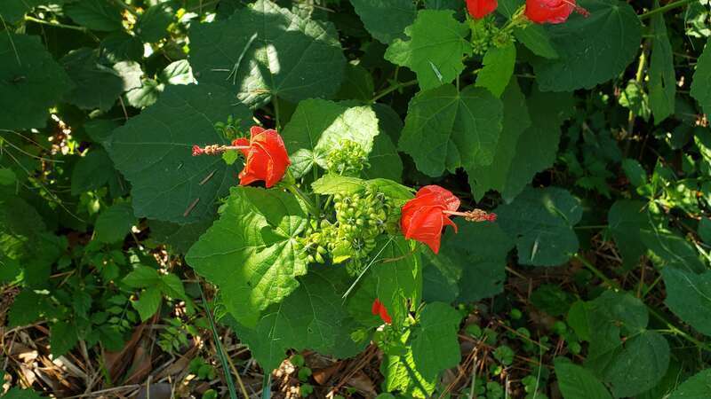 Malaviscus arboreus, Turk's Cap, at Memorial Park in Houston, Texas