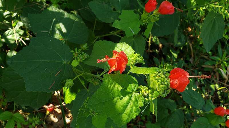 Malaviscus arboreus, Turk's Cap, at Memorial Park in Houston, Texas