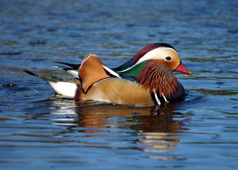 Mandarin Duck: Yorba  Regional Park