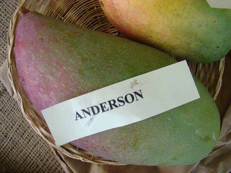 This is a photo of the display of Anderson mango at the Redland Summer Fruit Festival, Fruit &amp;amp; Spice Park, Homestead, Florida.