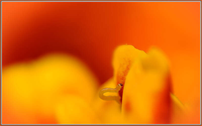 500px provided description: Tiny little worm about the size of half of a fingernail clipping, will get huge and devour the Wife's new Marigolds, and I will get yelled at. 

She just planted them a few days ago and they're already under attack.