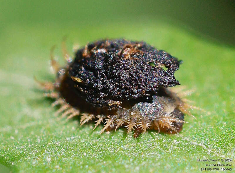Alamo Vine Tortoise Beetle (Microctenochira bonvouloiri) larva. Species of insect.