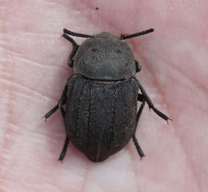 Microschatia morata. Species of insect.